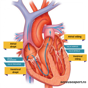cum vene vene afectează inima amplasarea sărată varicoseza