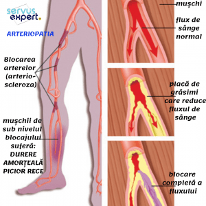 dureri musculare articulare vene