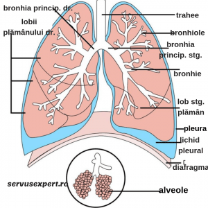bronhopneumonie simptome de urgență