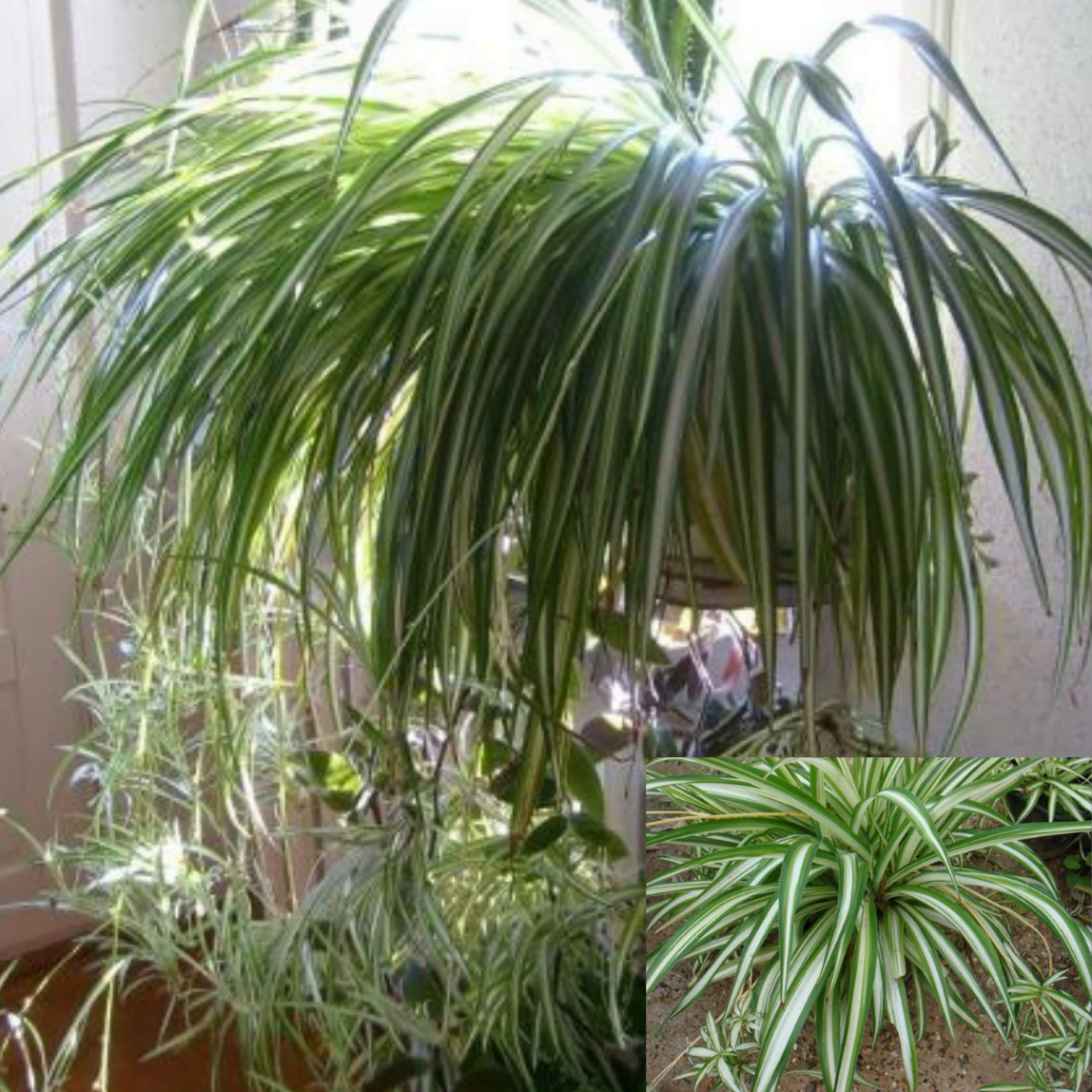 Top 10 plante care purifică aerul: Chlorophytum comosum sau Planta-păianjen
