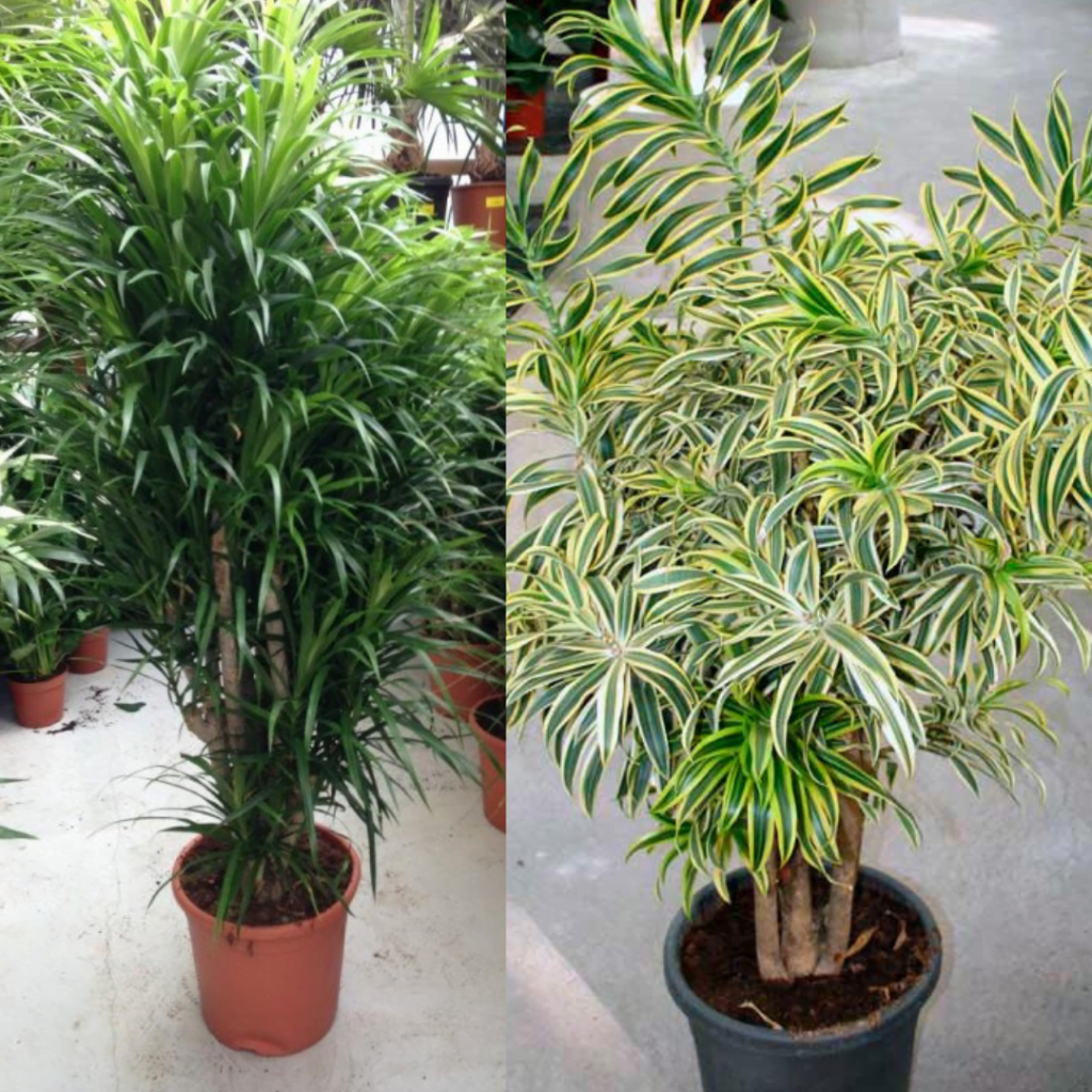 Top 10 plante care purifică aerul: dracaena reflexa, dracaena deremensis