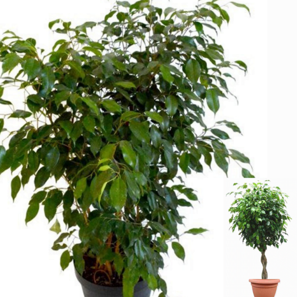 Top 10 plante care purifică aerul: Ficus benjamina