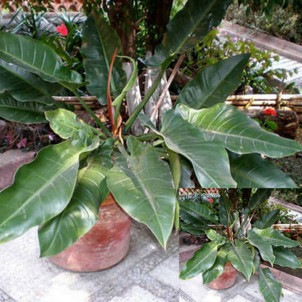 Top 10 plante care purifică aerul: Philodendron hastatum