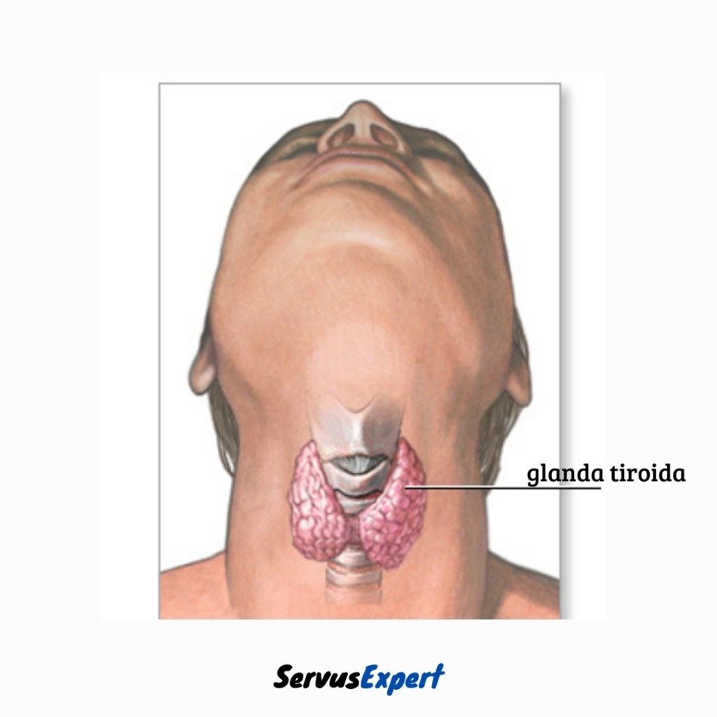 Hipertiroidism | turbopet.ro