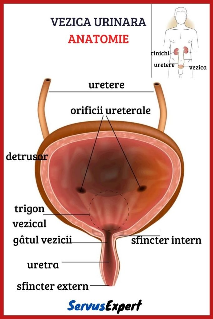 sfincter vezical extern)