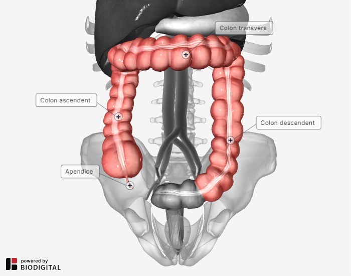 Cancerul de colon – semne si simptome care nu trebuie ignorate | Rețeaua Medicală Victoria