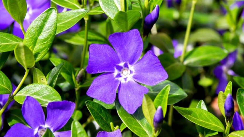 5 plante de umbra Vinca albastra